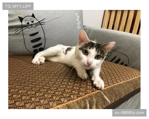 袁心玥家的猫住的都比我家好